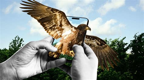 Big Bear Eagle Update