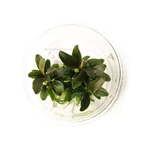 AquaNature Tissue Culture Bucephalendra Pygmaea Red Mini IC174 : Amazon ...