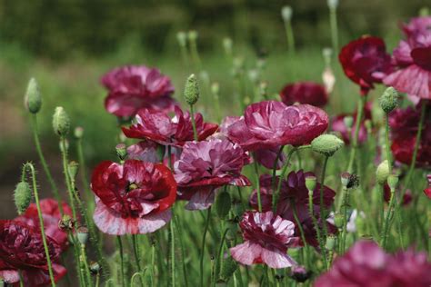 Type of poppies: 16 of the most beautiful annual varieties | Homes and ...