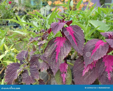 Coleus is a Genus of Annual or Perennial Plants or Shrubs Stock Photo ...
