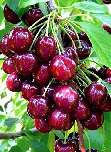 Kraft Seeds Live Plant Native Cherry Barbados (West Indian Cherry ...