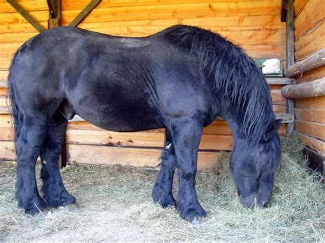 Percheron Horse - Horse Breeds