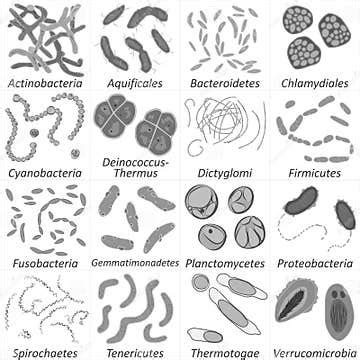 Image result for Classification of Bacteria