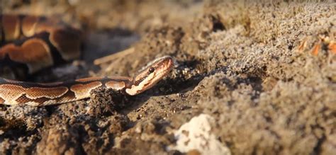 Live Snake Traps 的图像结果