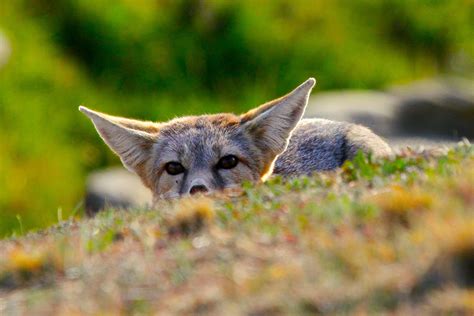 North America's Smallest Fox Could Soon Be Gone Forever