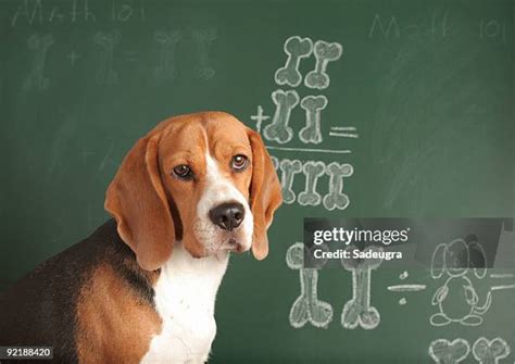 Image result for Math Dog