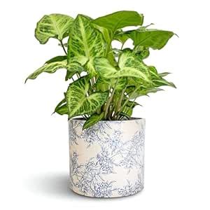 ABEFARIYA Syngonium Podophyllum Live Plant – Low-Maintenance Air ...