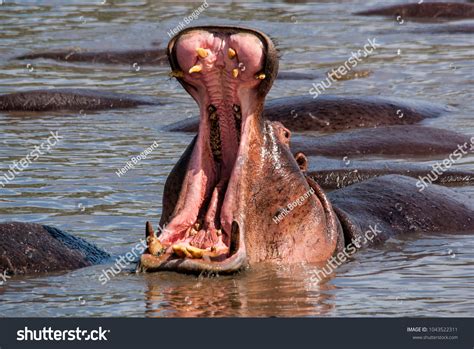 Yawning Hippo His Mouth Wide Open Stock Photo 1043522311 | Shutterstock