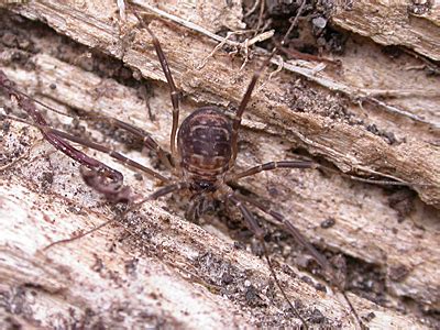 Thumbnail for version as of 16:52, 8 April 2008