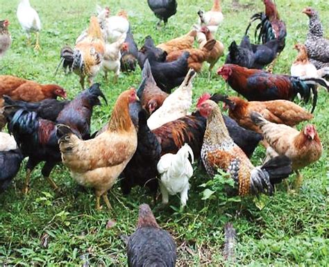 Native Chicken Breeds 的图像结果