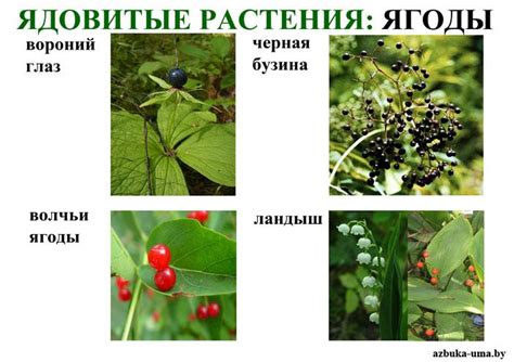 Ядовитые ягоды: фото и названия