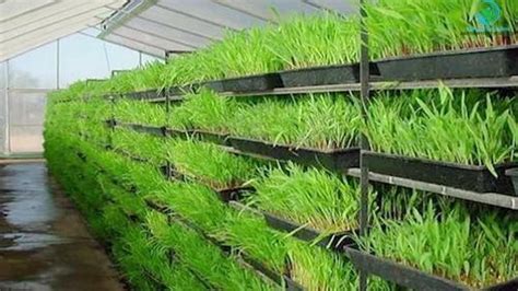 Hydroponic Fodder Machine - Automated Hydroponic Green Fodder Machine ...