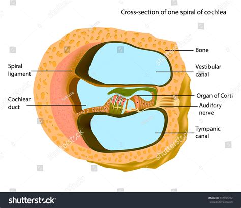Normal Anatomy Of The Cochlea Medical Illustration
