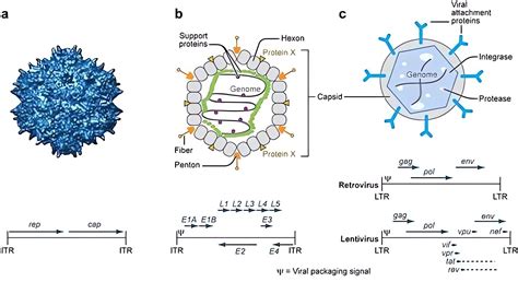 Gene Vector 的图像结果