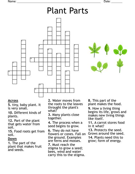 A Flower Part Crossword Clue | Best Flower Site