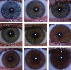 Image result for Probability Comparison Eye Color