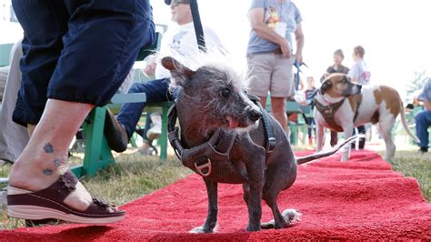 World’s Ugliest Dog Winner Is Crowned - The New York Times