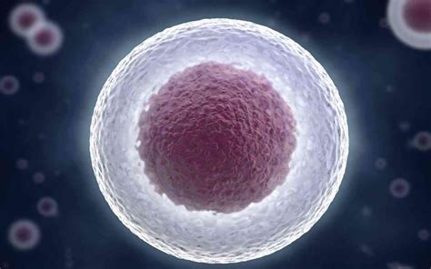 美国试管婴儿专家科普：卵泡监测的重要性 - 梦美生命