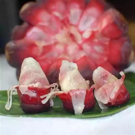 Tiger Grape Fruit Plant (Kadsura Coccinea) – veliyathgardens