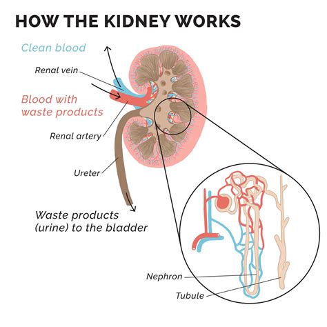 Functions of kidney 1: waste removal - Chronic Kidney Disease Explained