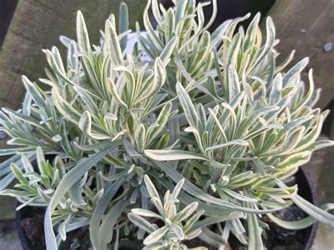 FREE SHIPPING - Lavender Platinum Blonde Variegated Plug Starter Plant ...