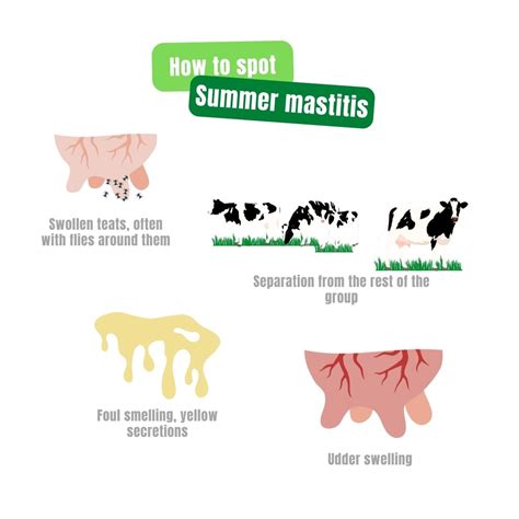 Mastitis In Beef Cows Reducing The Risk Of Mastitis Post Weaning
