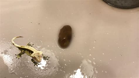 What Does Crested Gecko Poop Look Like? - ReptileStartUp.com