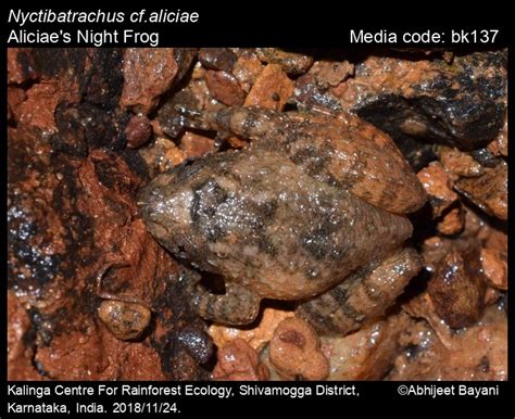 Nyctibatrachus aliciae Inger, Shaffer, Koshy & Bakde, 1984 - Aliciae's ...