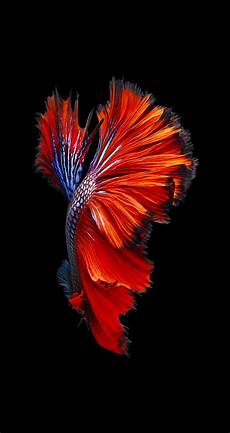 Wallpaper Iphone 6s Plus Original by New Iphone 6s Wallpapers Top Free New Iphone 6s Wallpaper Iphone 6s Plus Original