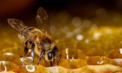 Honey Farming: सामान्य मधमाशीपेक्षा ३ पट अधिक मध देते ही मधमाशी ...