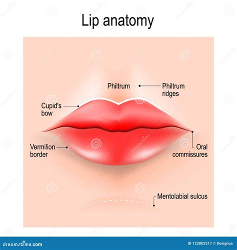 Anatomy of lips. stock vector. Illustration of realistic - 122802517