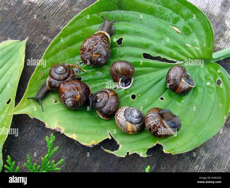 Do Snails Eat Sunflowers at Terry Haskell blog