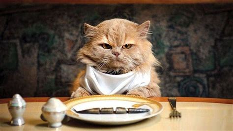 Cat Eating Wallpapers - Wallpaper Cave