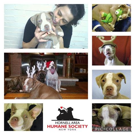 Hornell Area Humane Society: January is "Frosty" Fund month. Please ...