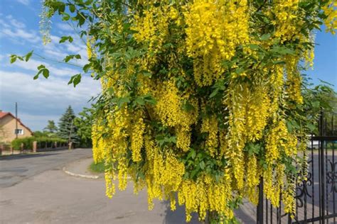 Image result for Pruning a Laburnum Tree
