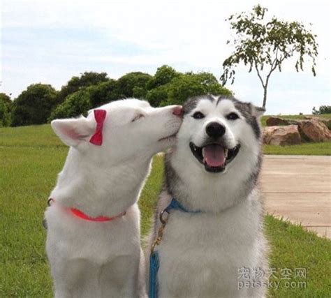 狗狗会笑吗？微笑的狗狗图片(2)-狗狗萌图-屈阿零可爱屋