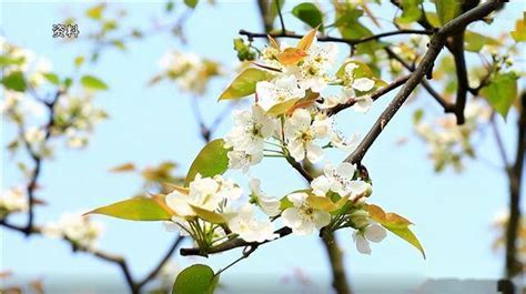 定了！宁陵梨花节精彩在四月，将邀请张也来梨园献唱......-大河号-大河网