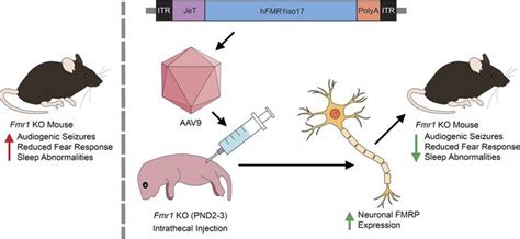Image result for Intrathecal Injection Mouse