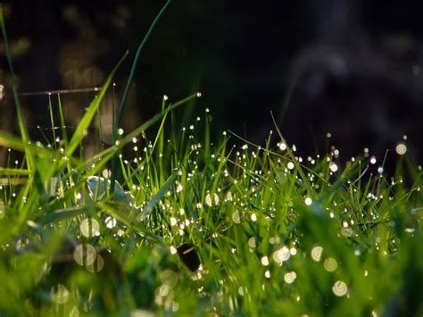 fresh flower and grass background with dew water drops 12084097 Stock ...