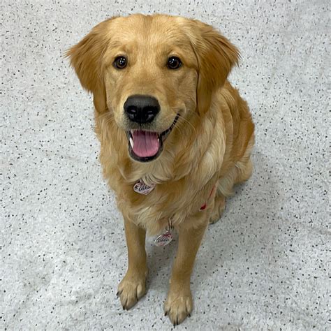 Wedgewood, Veterinary Compounding Pharmacy (@wedgewoodpetrx ...