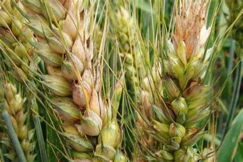 小麦处于扬花期，遇见下雨天，会加重小麦赤霉病的发病吗？
