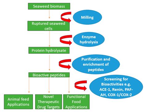 Macroalgal Proteins: A Review