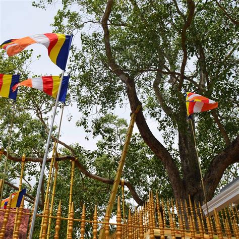 Sri Maha Boodhi Temple, Anuradhapura - Tripadvisor