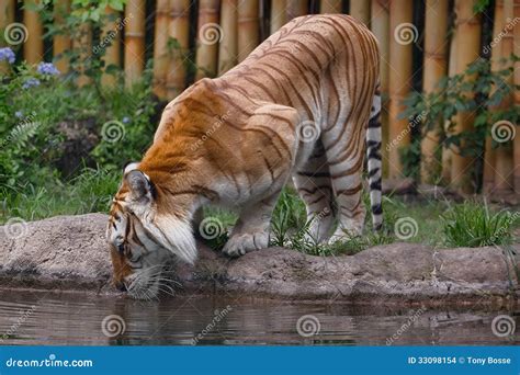 Golden Tabby Tiger stock photo. Image of mammal, animal - 33098154