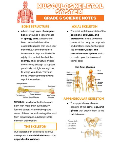 SOLUTION: Musculoskeletal system grade 6 science notes - Studypool
