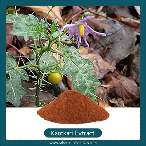 Solanum Xanthocarpum