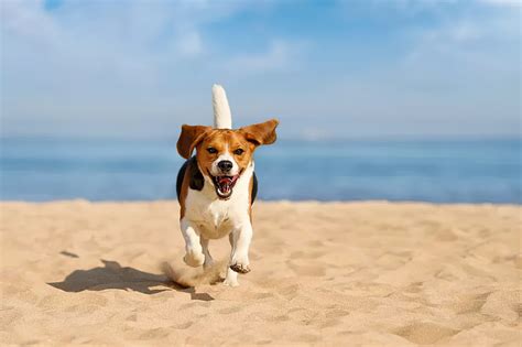 Dog Cooling Products: Keep Your Pup Cool, Safe, and Happy This Summer! - Velvet Paws