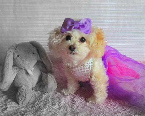 Image result for Cockapoo Full Size