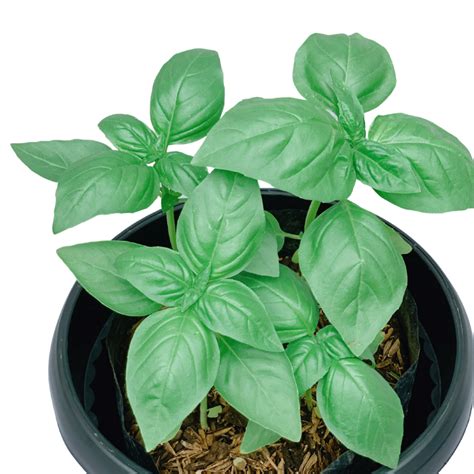 Sweet Basil - Unbeleafable