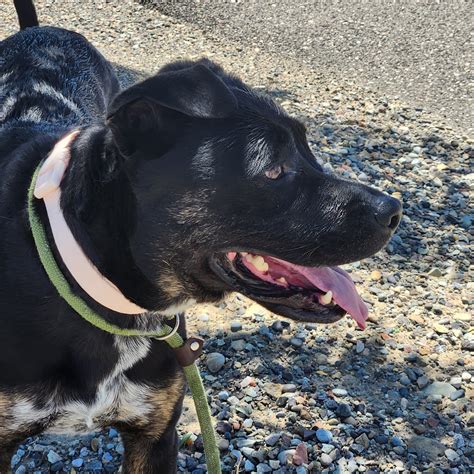 Melody – Grand Rivers Humane Society